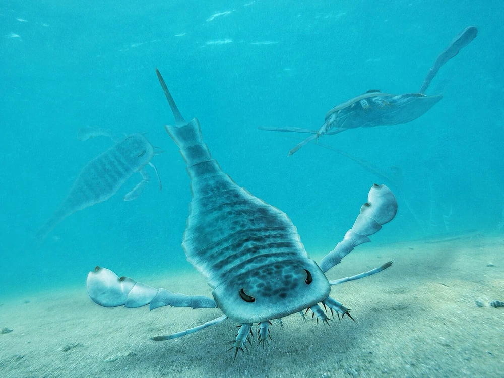 An image of three Eurypterus swimming in the Silurian ocean, one of which is touching down to look for food under the sand.