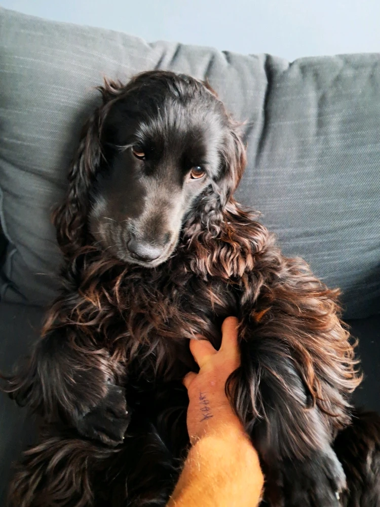 Afbeelding geüpload door Chris