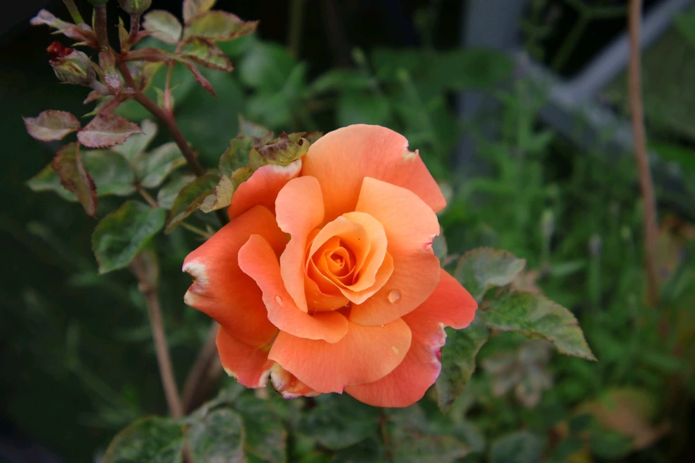 Bild hochgeladen von Dani