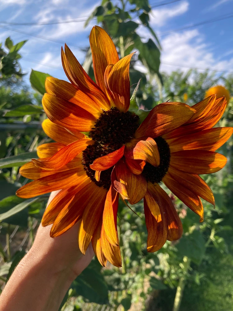 A triple sunflower 
