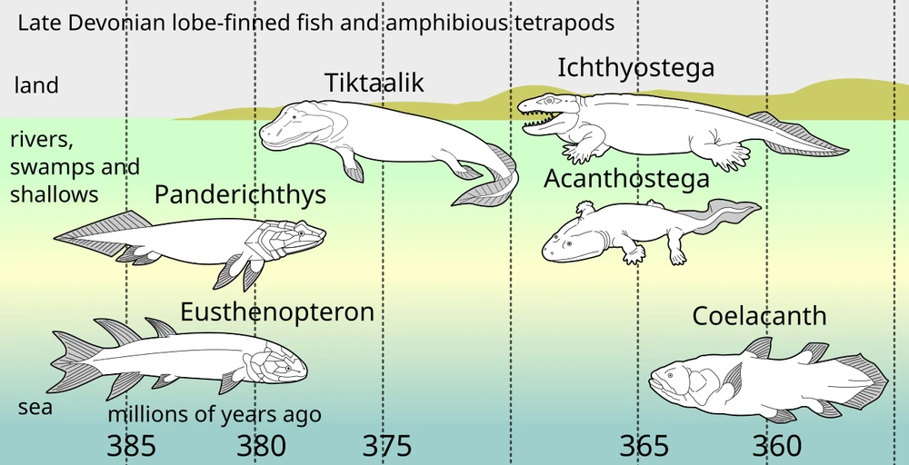 A timeline showing the split between lobe-finned fish and early stem-tetropods in their preferred habitats