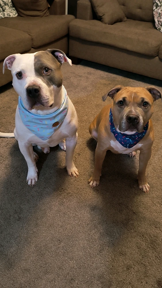 A white & grey pitbull wearing a blue, sprinkle pattern bandana. A brown pitbull wearing a purple, sprinkle pattern bandana 