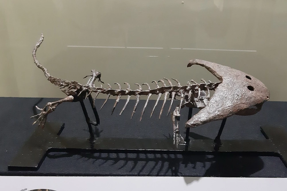 A model skeleton of Diplocaulus from the Musée d'Histoire Naturelle et Vivarium in Tournai, Belgium