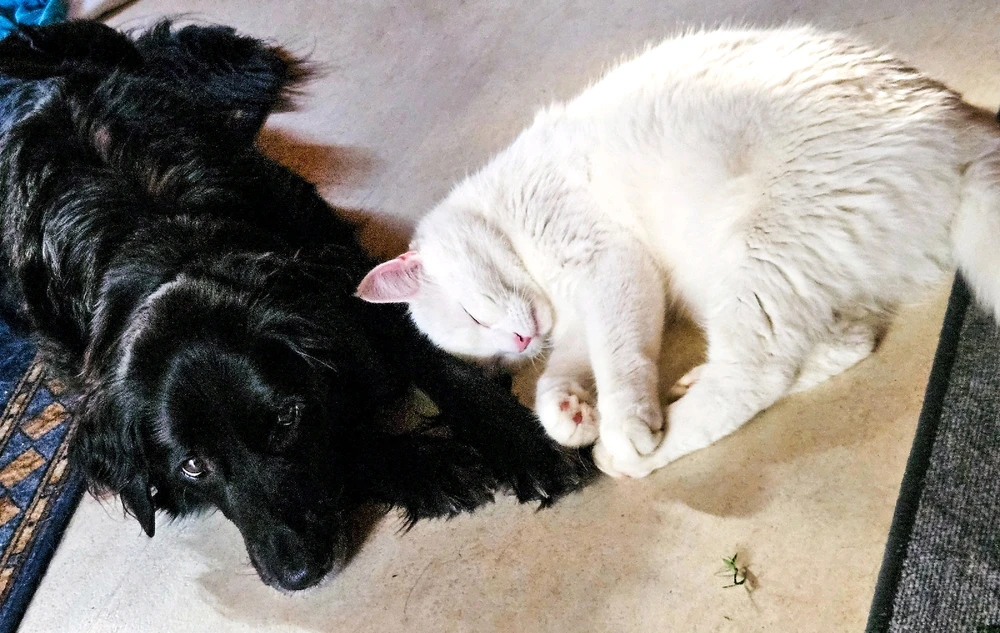Min hund Mira och min katt Frost 🥰