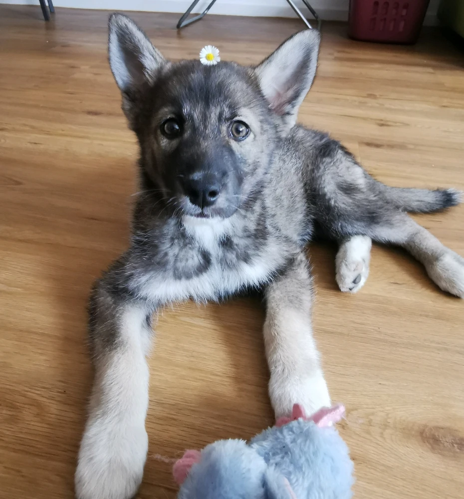 Bild hochgeladen von Pipsi