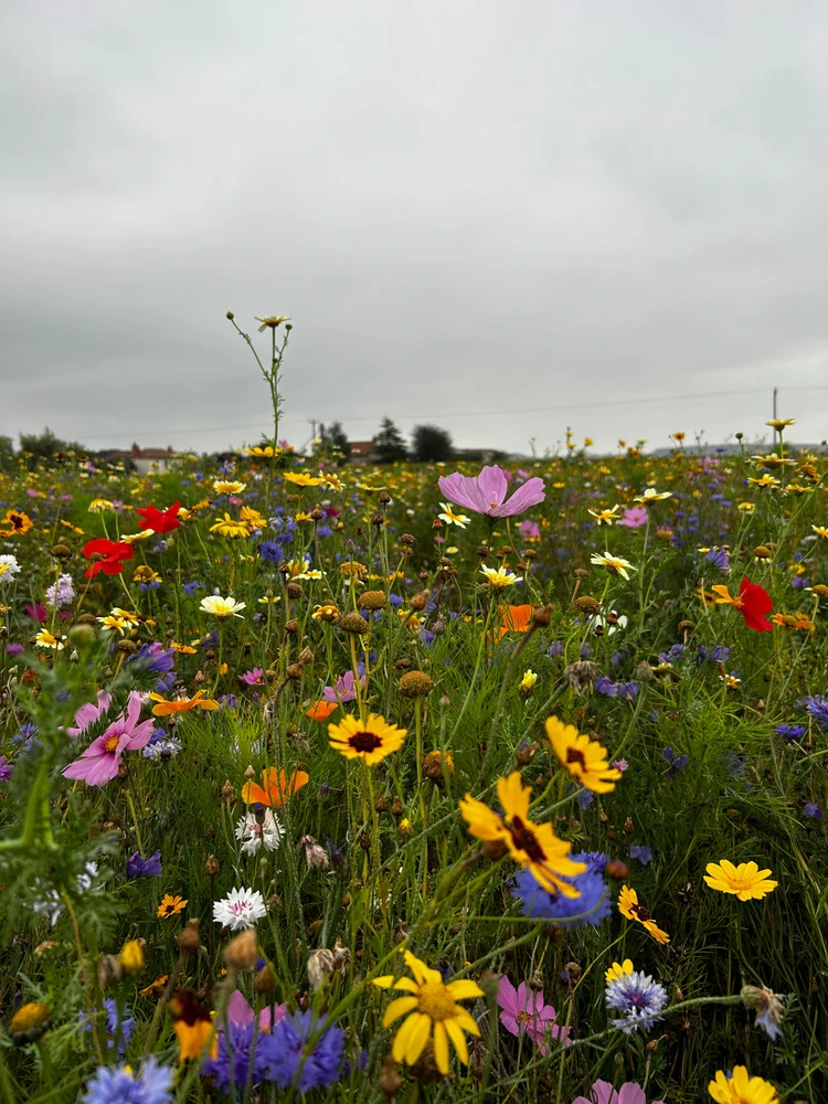 Gambar diunggah dening Shelley