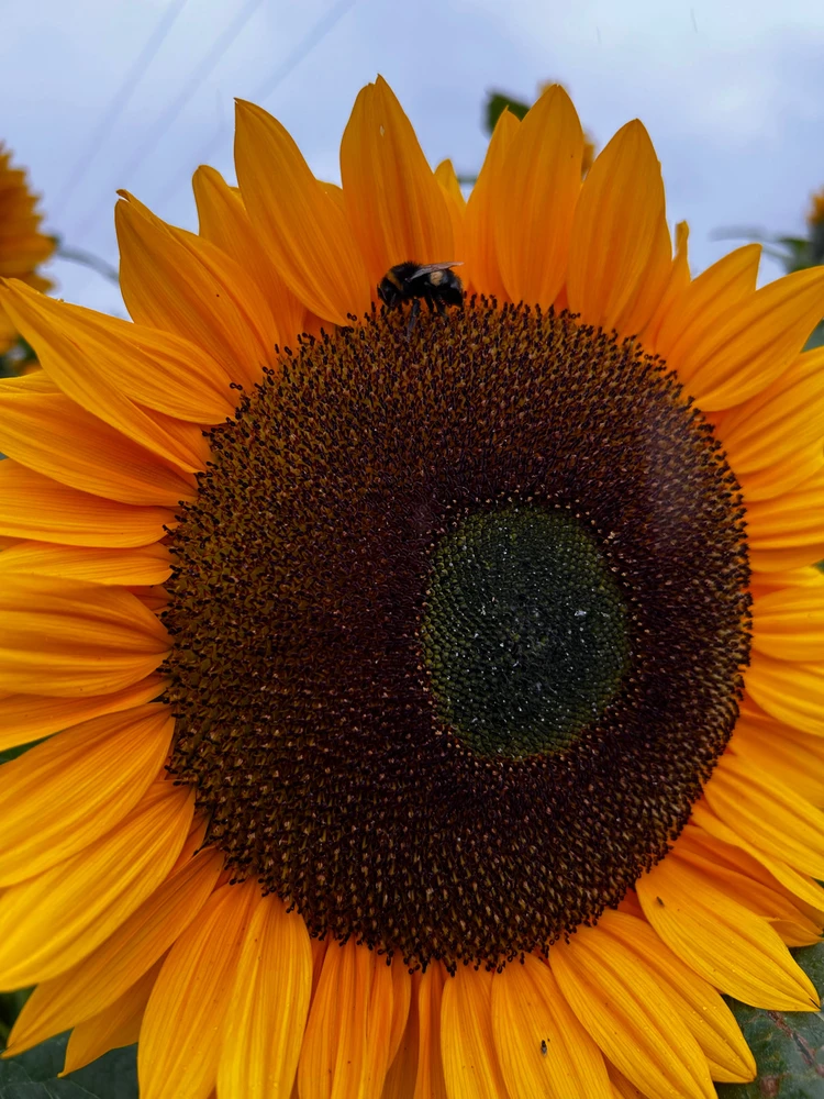 Gambar diunggah dening Shelley