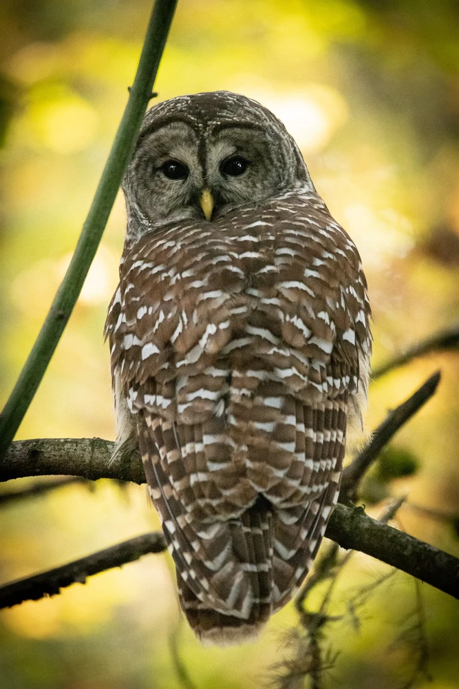 Gambar diunggah dening Ty