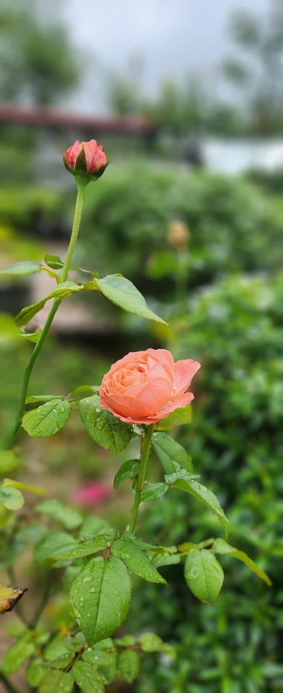 Ảnh do Hannah tải lên