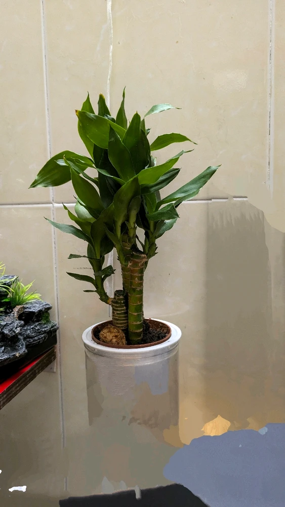 由老头上传的图片