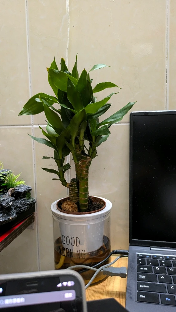 由老头上传的图片