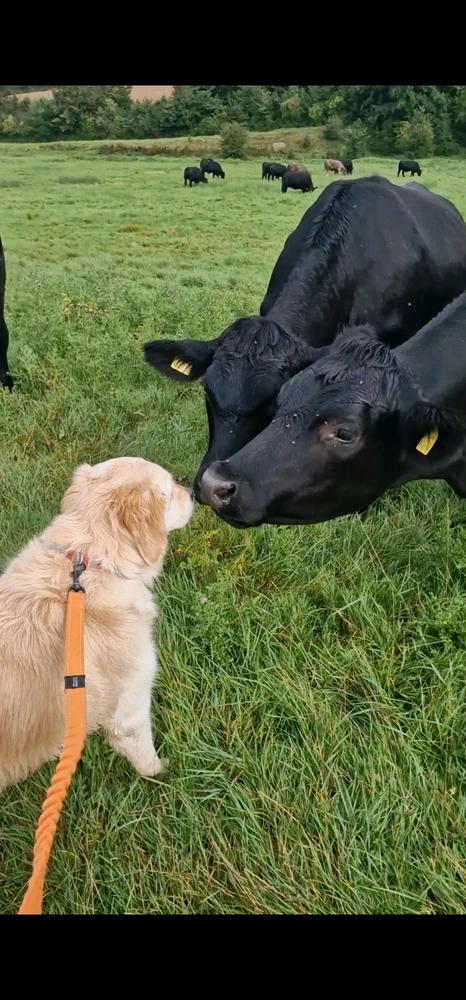 Image uploaded by Marley