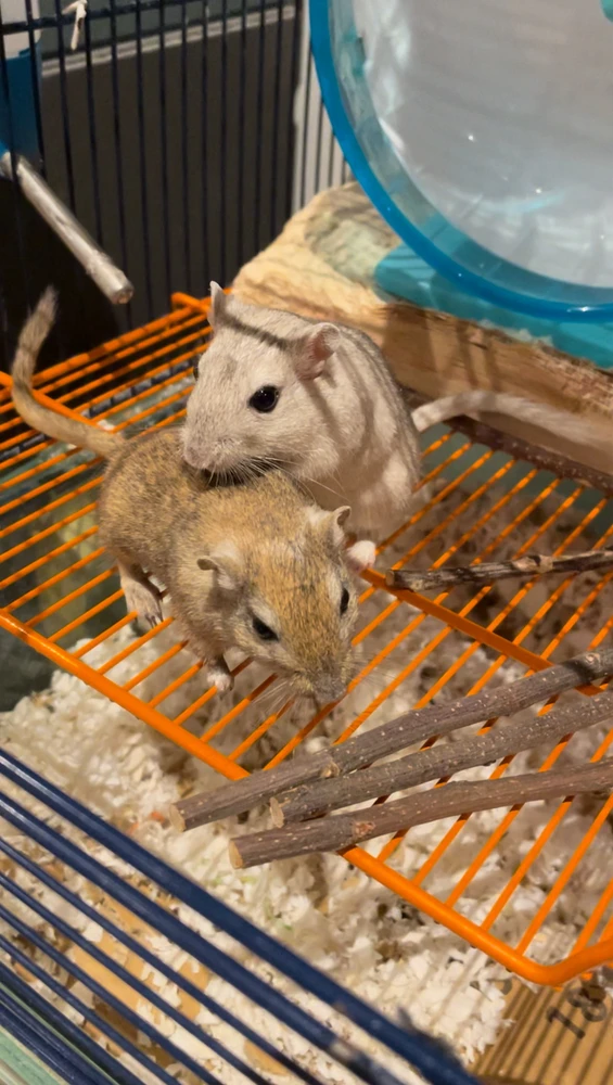 Gambar diunggah dening Harry