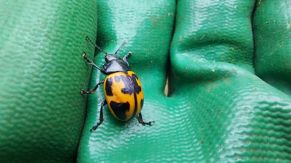 Gambar diunggah dening Josh