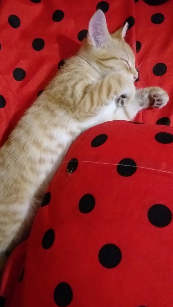 Cat-a-strophe上傳的圖片