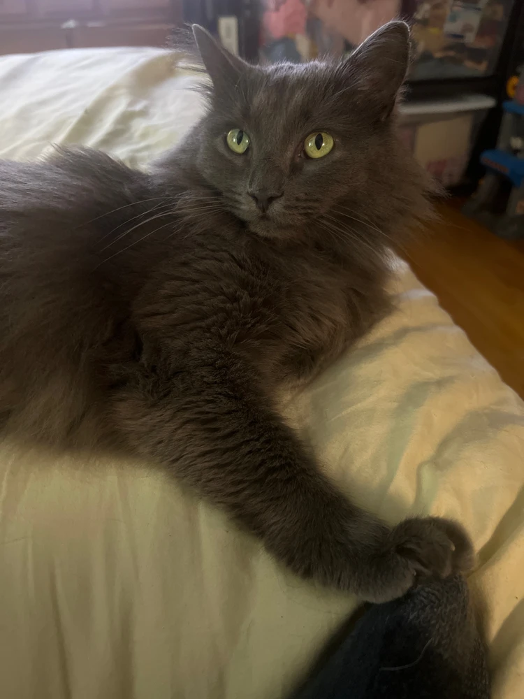 Mr. Moon Moon (My cat) chilling on the bed with me. Likely Plotting on how he’s gunna take over the world. 