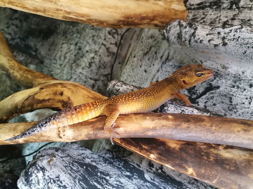 Leopardgecko, Reptil, Terrarium