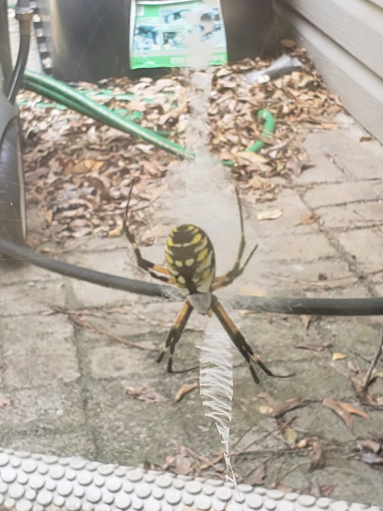 Image uploaded by Dexi