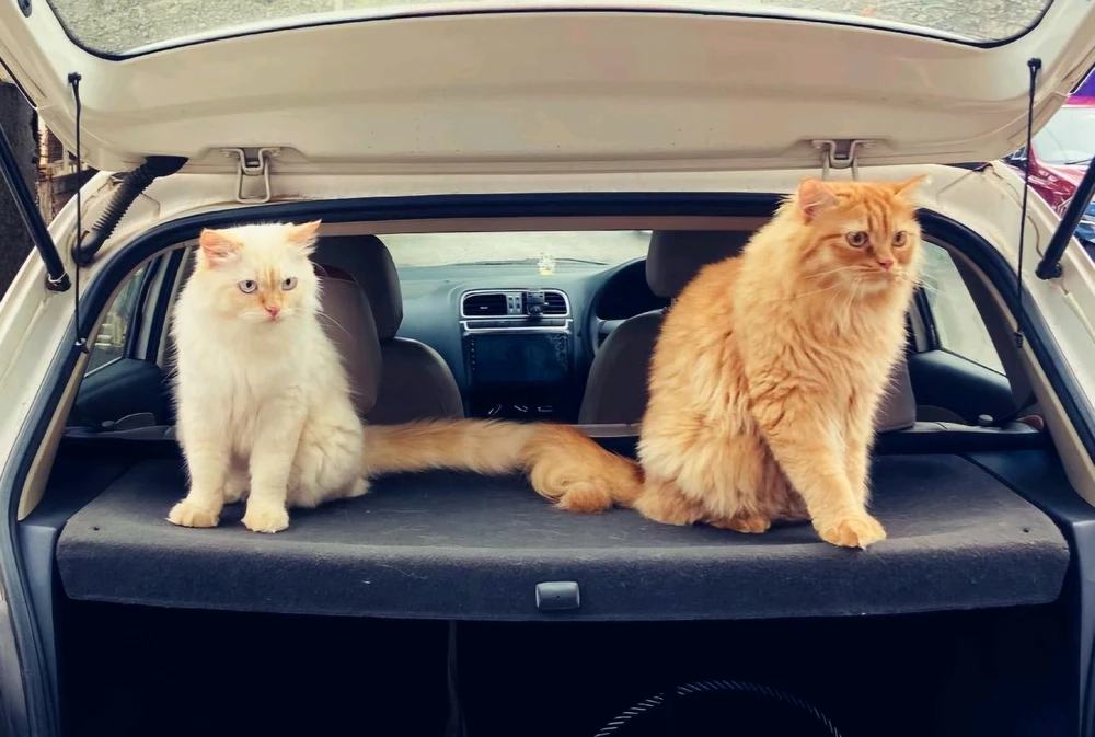 Image uploaded by Amy