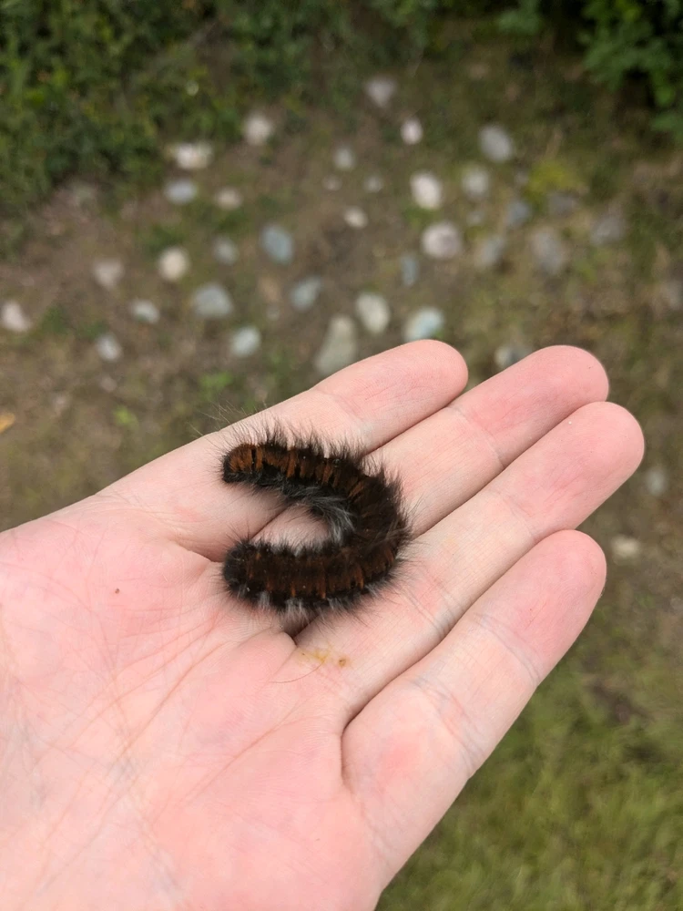 Bild uppladdad av Zed