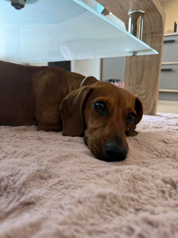 Качено от Анна