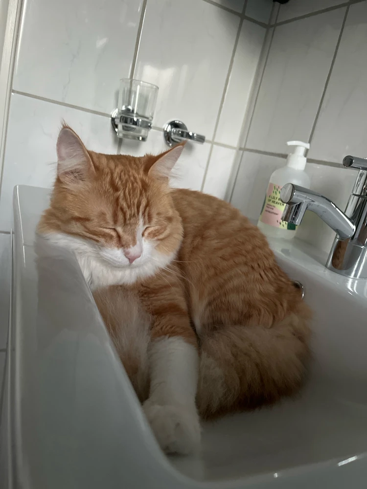 Bild uppladdad av Mattias