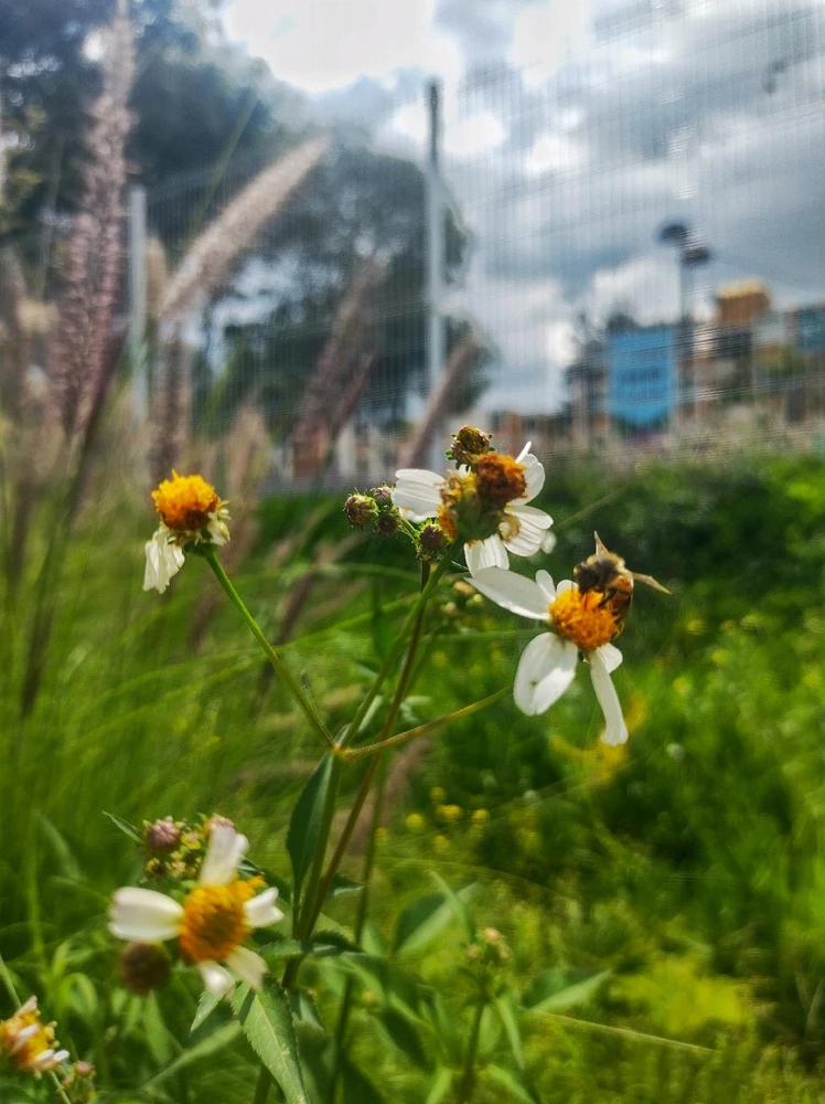 Imagen subida por Edson jahirt