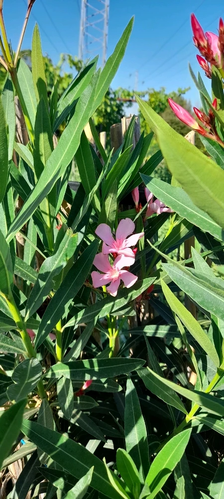 Immagine caricata da Khemais