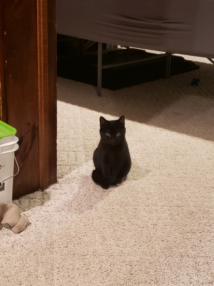 Salem as a kitten. 
