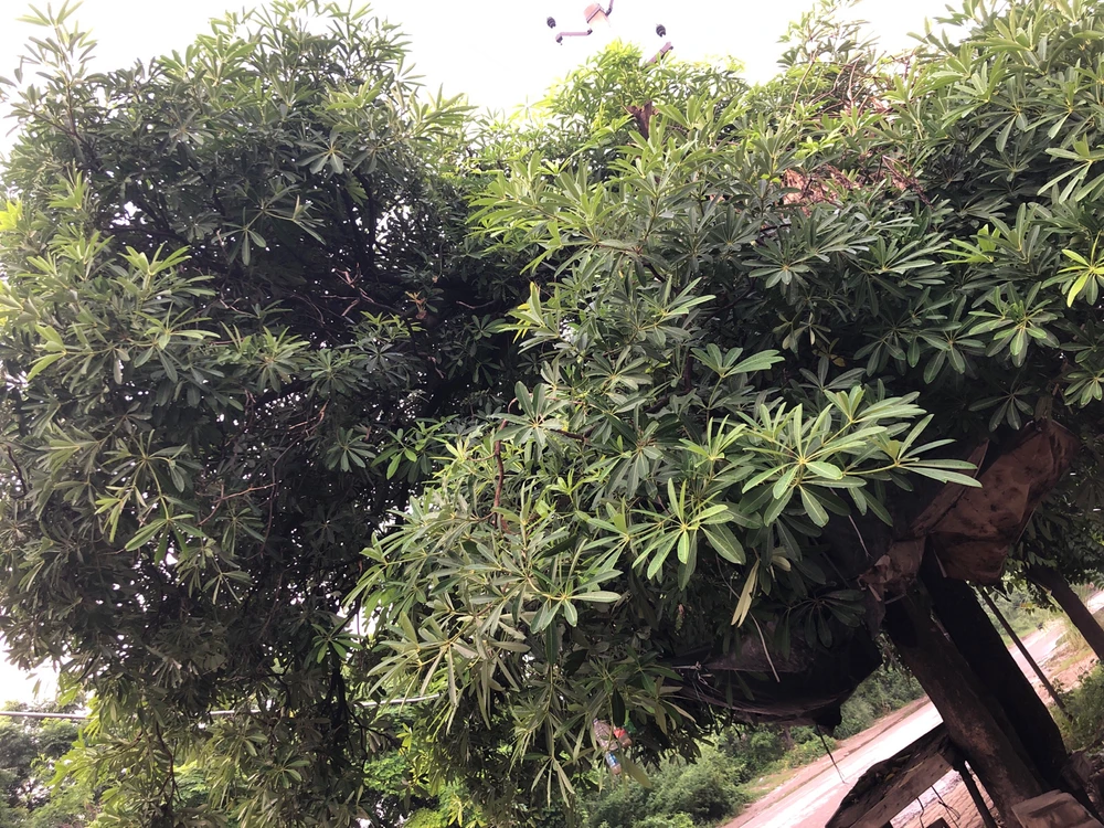 Image uploaded by Ayush