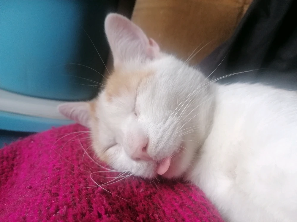 Image uploaded by Misi