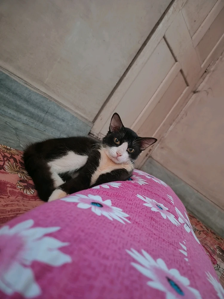 Image uploaded by Subhodeep