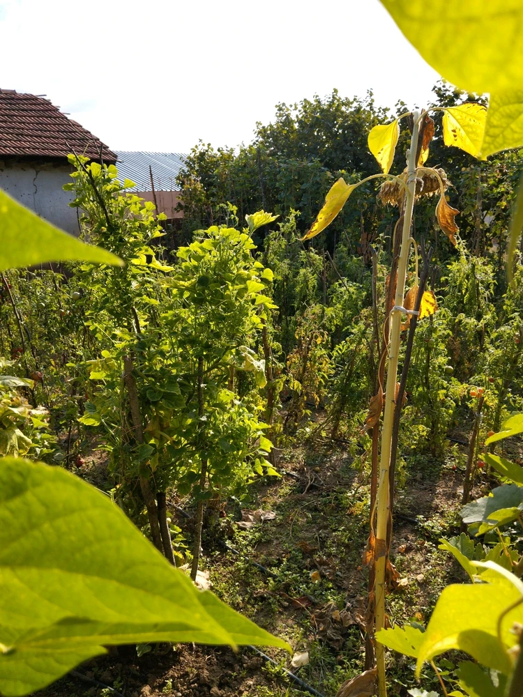 Image uploaded by Fatih