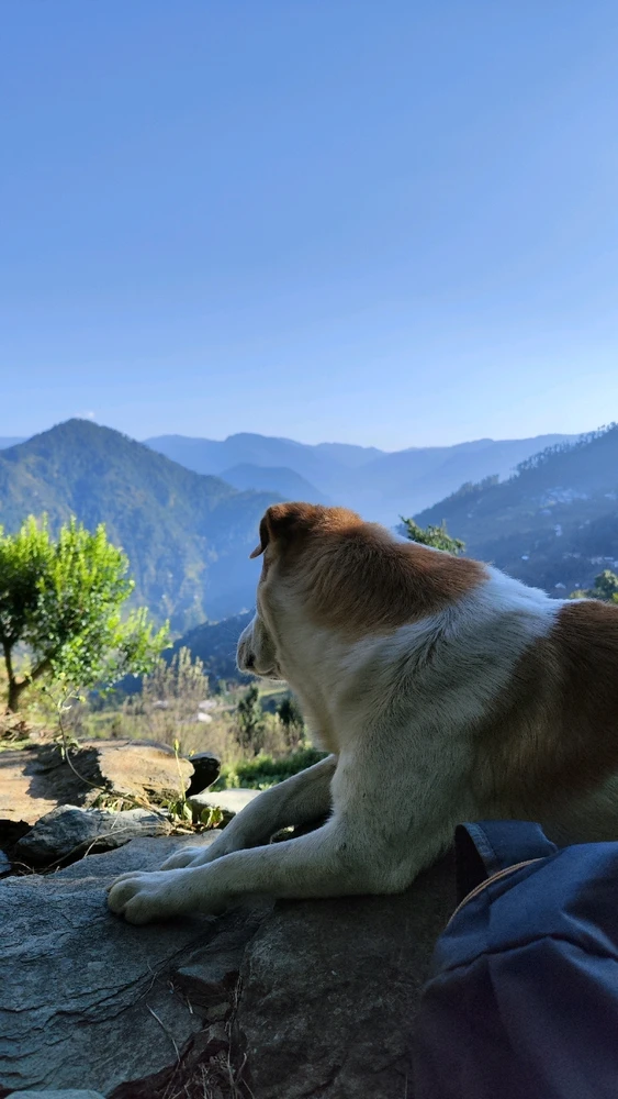 #panihar
Most beautiful place with best trek partner.