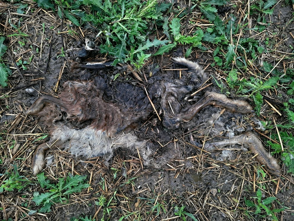 Obrázek nahrál Nora