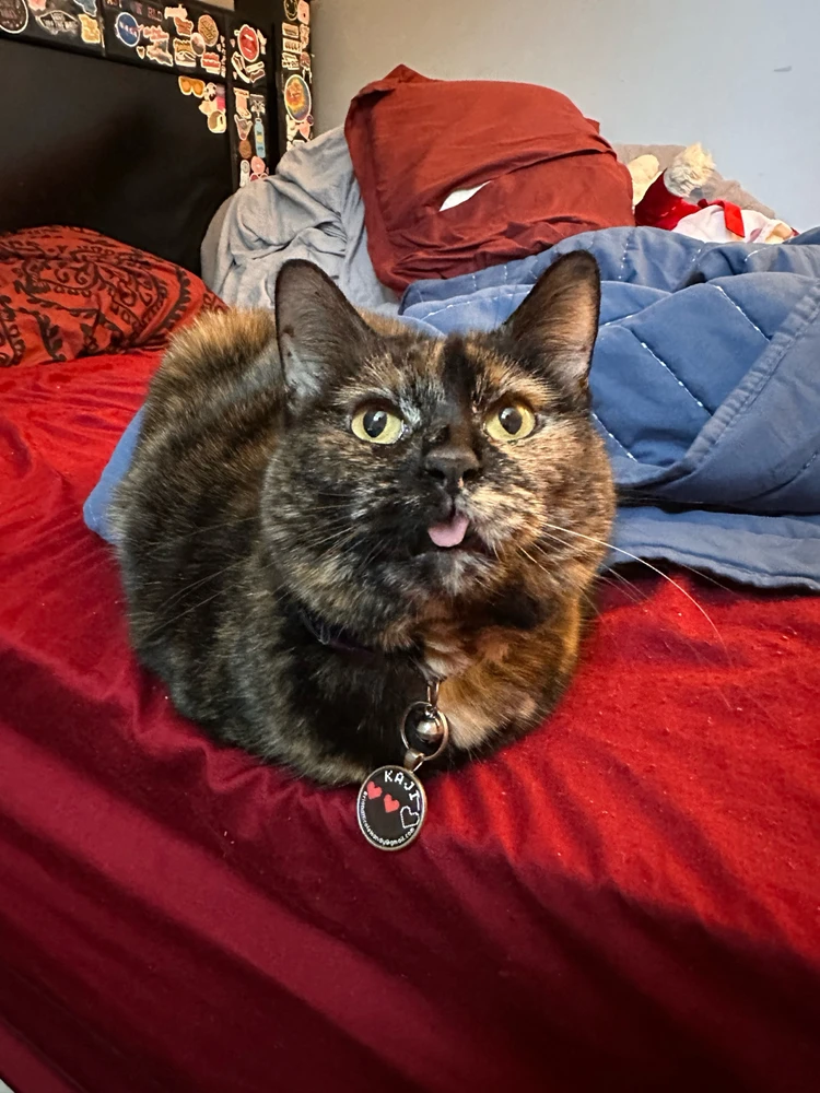 Tortoiseshell cat is loafing and sticking her tongue out.