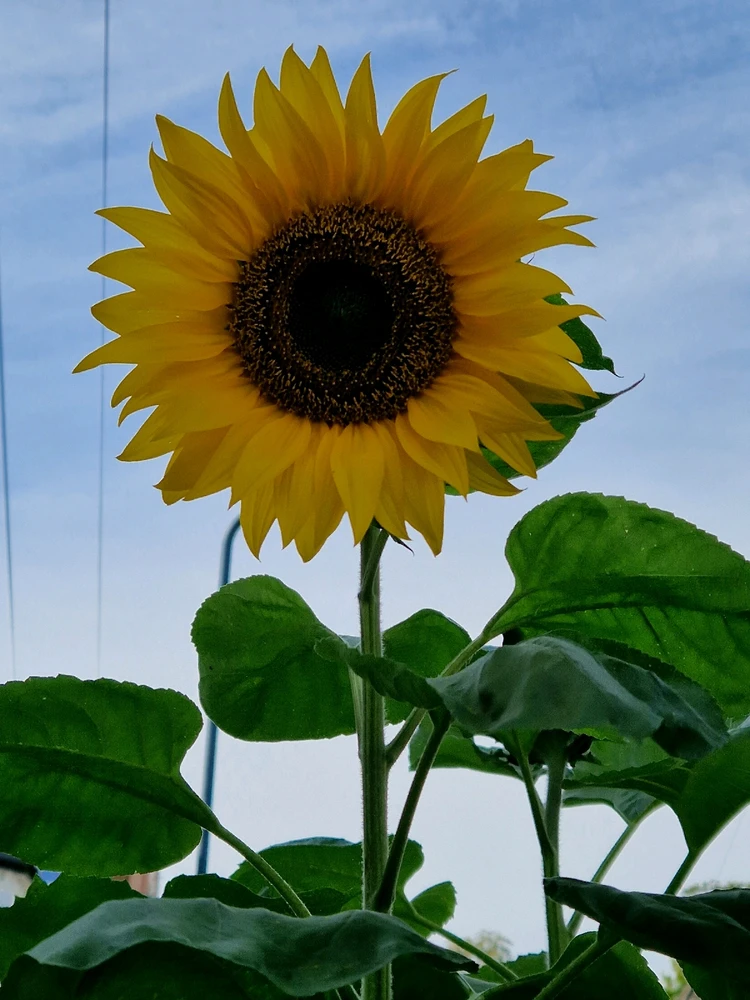 Image uploaded by Missy Kay