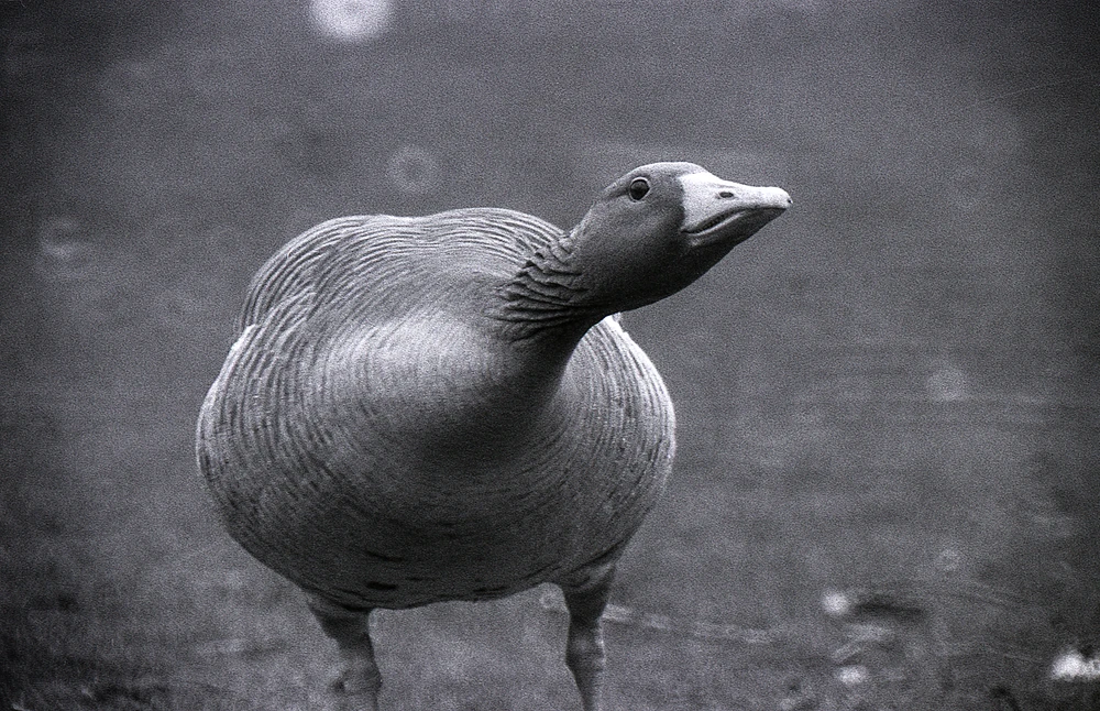 Image uploaded by Adrian