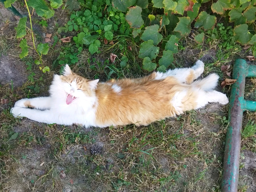 Image uploaded by Licor