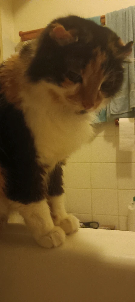 Image uploaded by Nirene