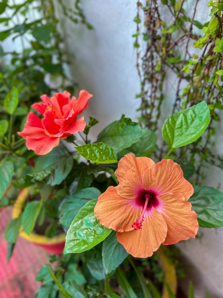 Image uploaded by Pratz