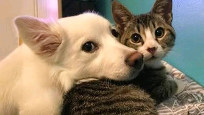 Cute picture of cat and dog 🐶🐕🐾