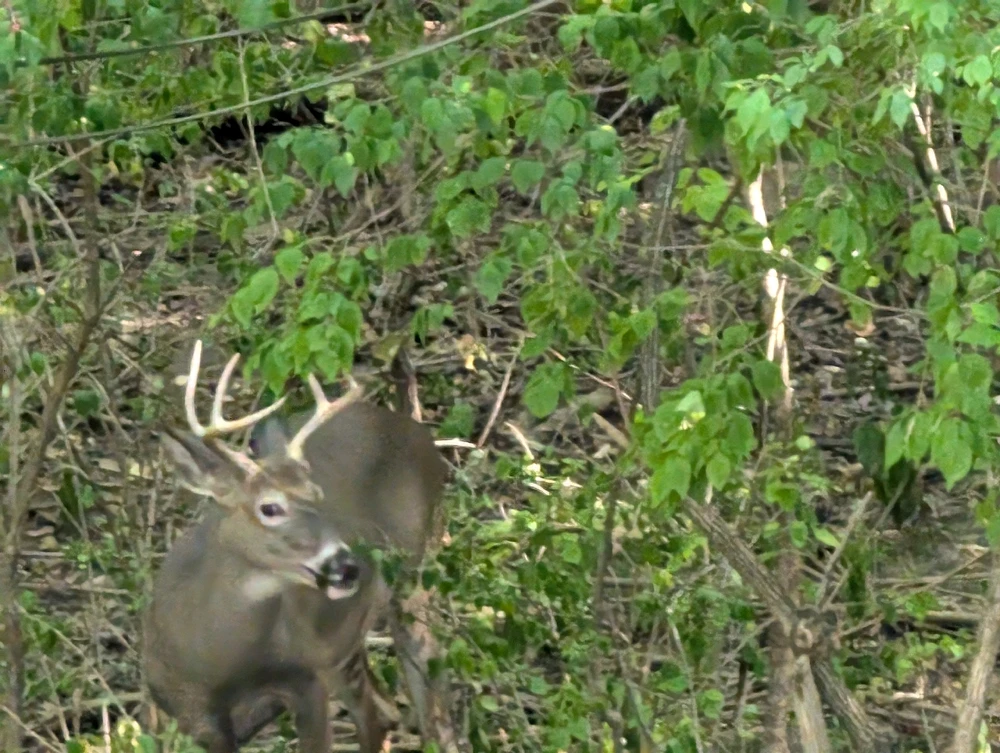 Image uploaded by Shawn