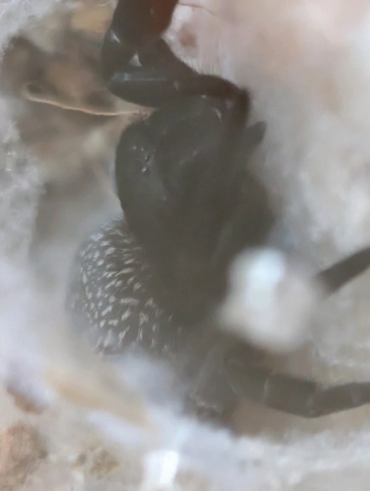 Image uploaded by Sarah