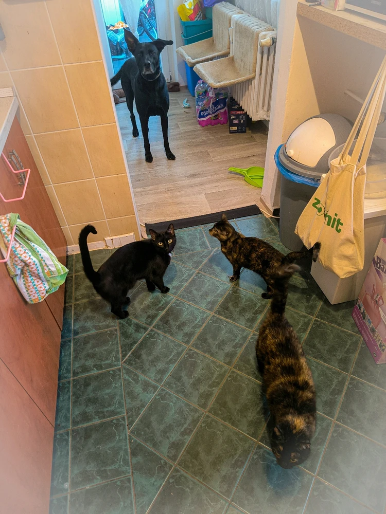 Obrázek nahrál Helenka - Wensdy