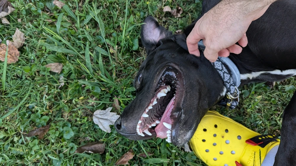 Image uploaded by Moondoggy