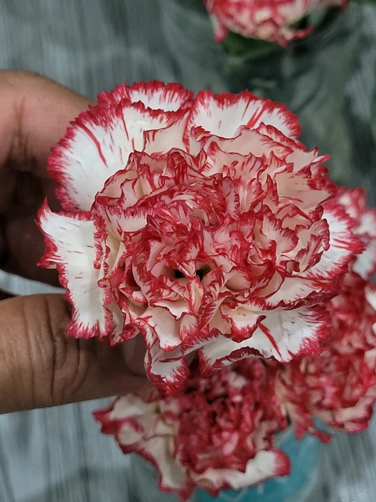 Gi-upload ni Rosa.Rosa ang hulagway