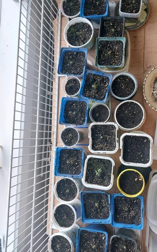 Image uploaded by Josh