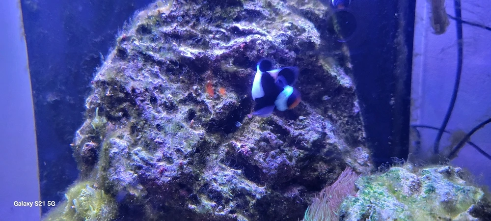 Image ajoutée par Chrys