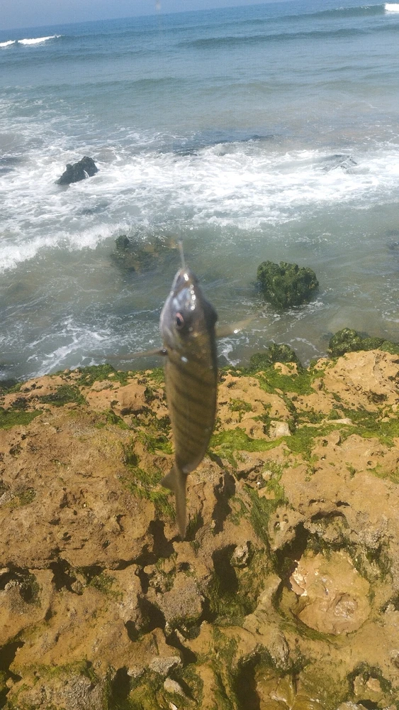 Image uploaded by Abdelghafour
